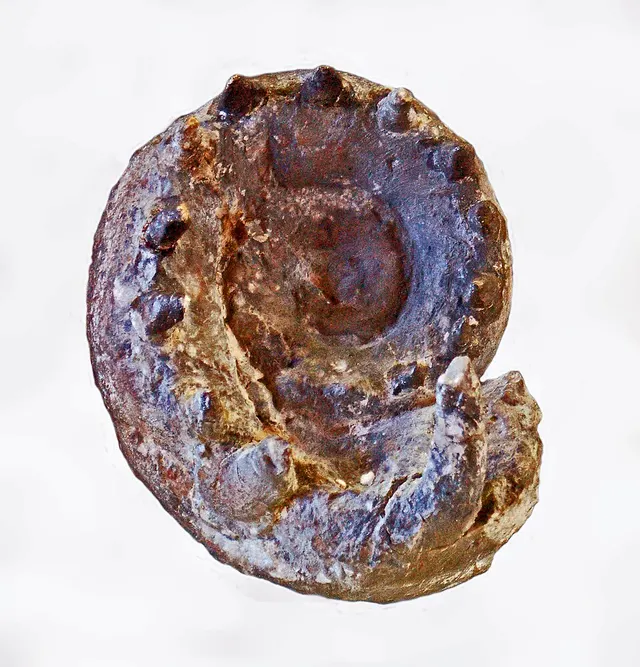 Hercoceras