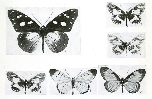 Acraea rangatana