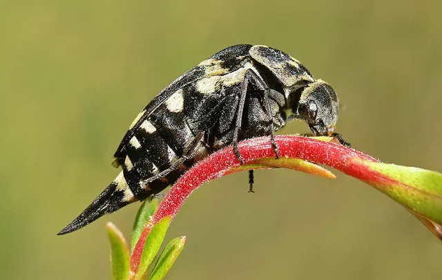 Mordellistena rhenana