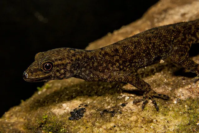 Wynad day gecko