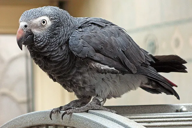 Perroquet timneh