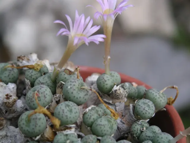 Conophytum jucundum