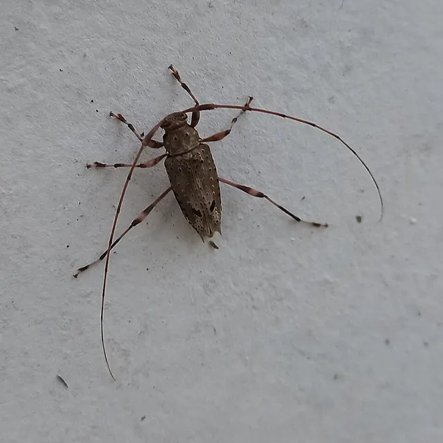 Anisopodus arachnoides