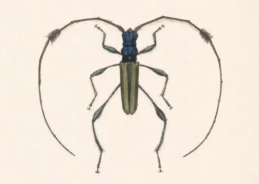 Cosmisoma martyr