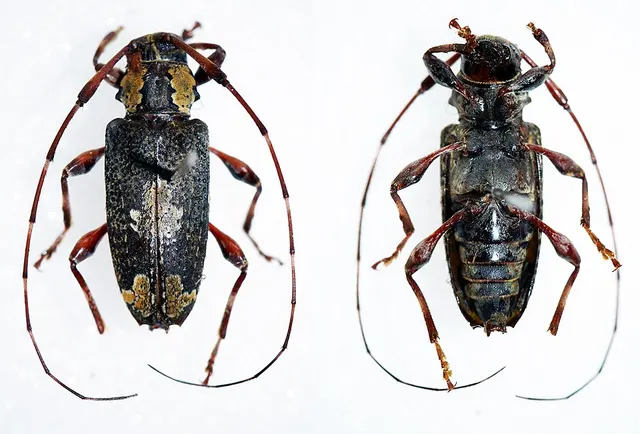 Neoeutrypanus