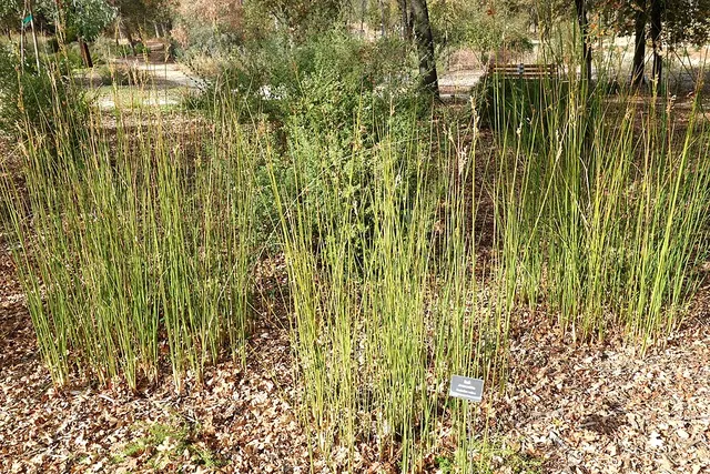 Juncus pallidus