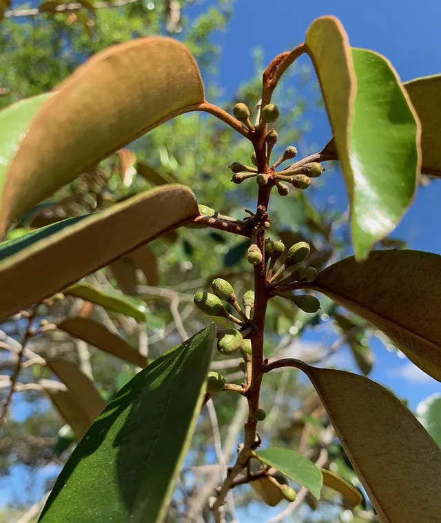 Chrysophyllum oliviforme