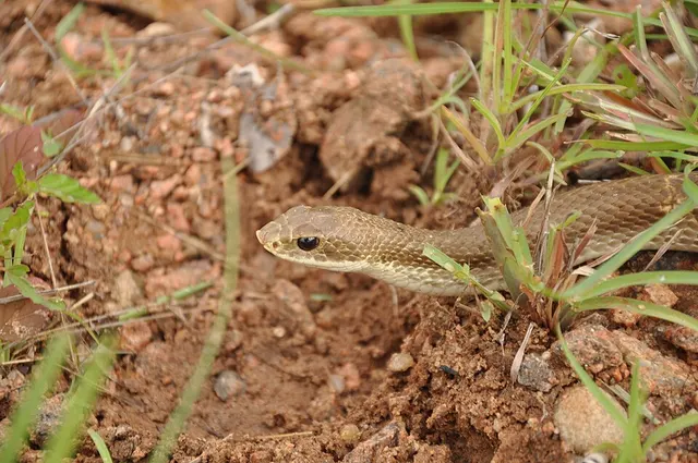 Leioheterodon modestus