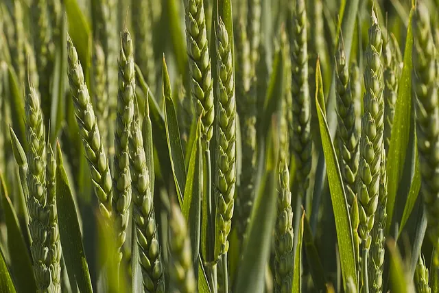 Common wheat