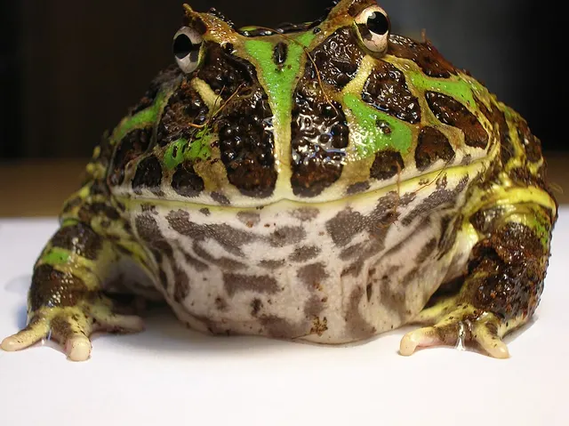 Ceratophryidae