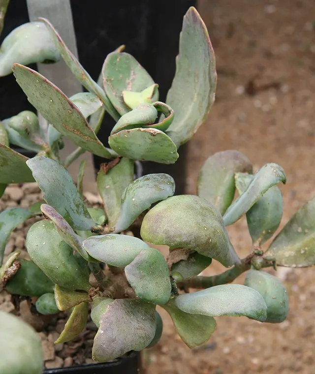 Kalanchoe bentii