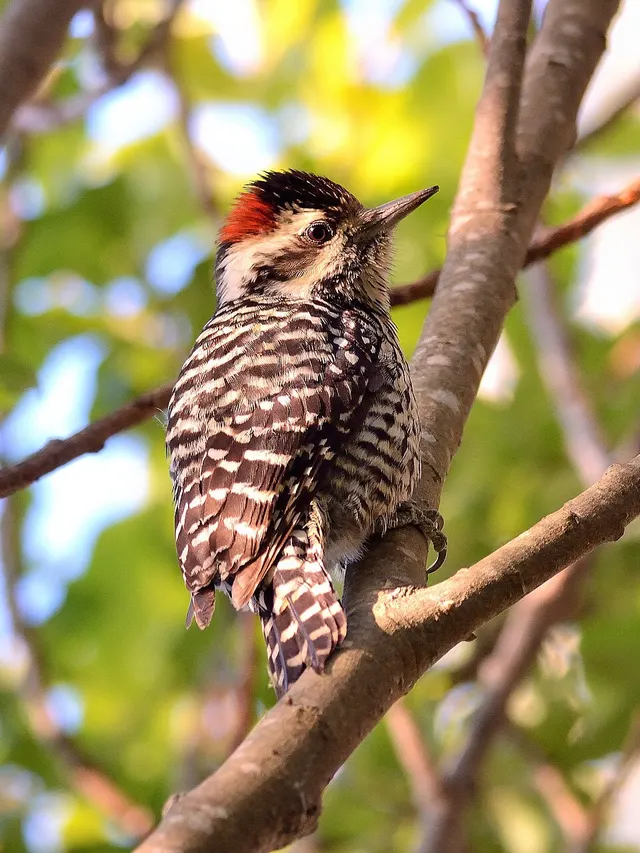 Striped woodpecker