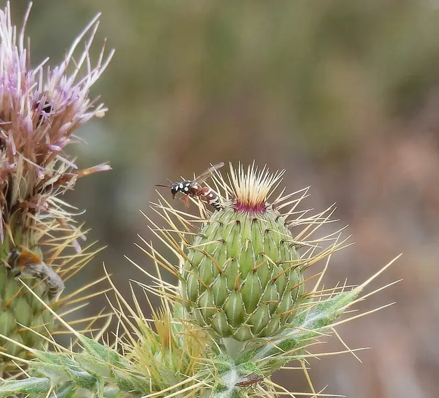 Leucodynerus