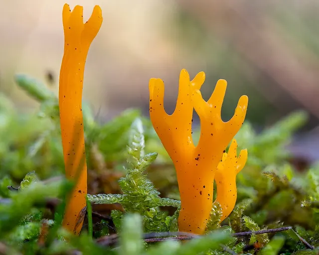 Calocera viscosa