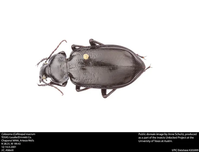 Calosoma macrum