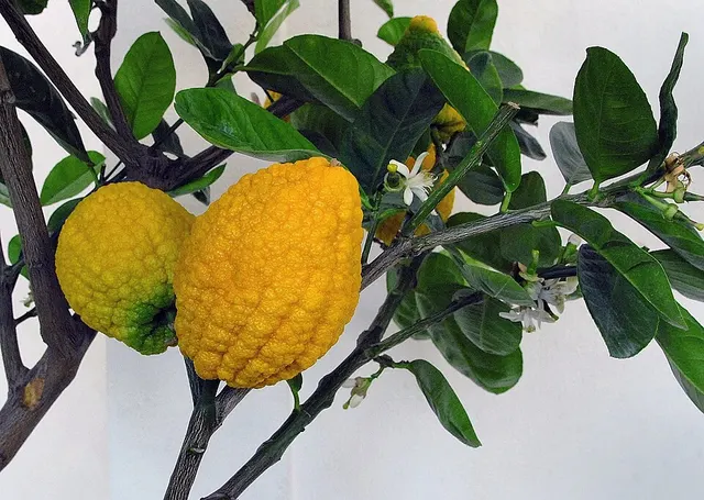 Citron