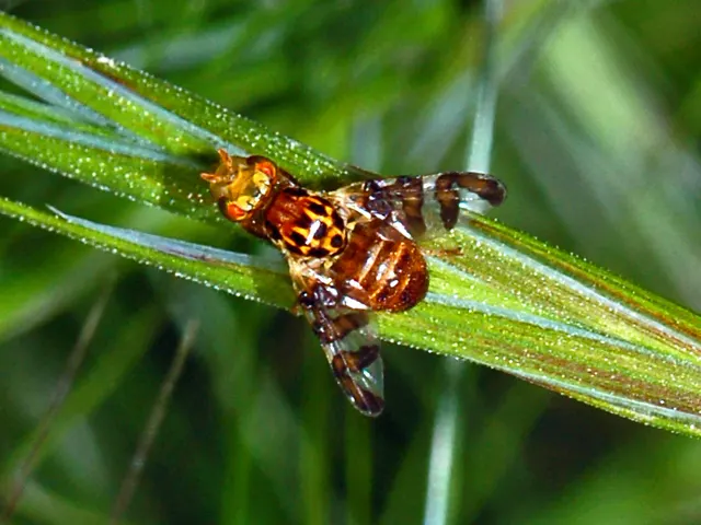 Carpomya wiedemanni