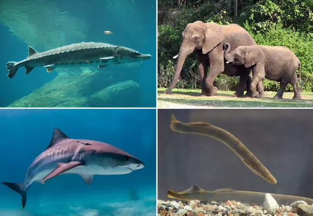 Vertebrate