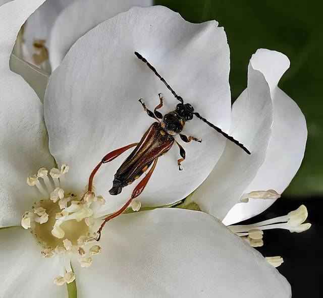 Stenopterus