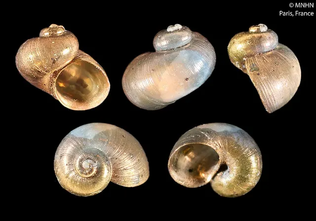 Bruceiella globulus