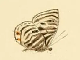 Anthene leptines