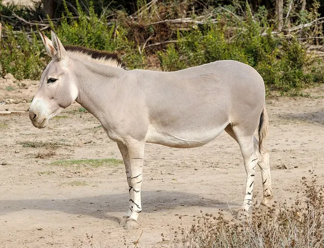African wild ass