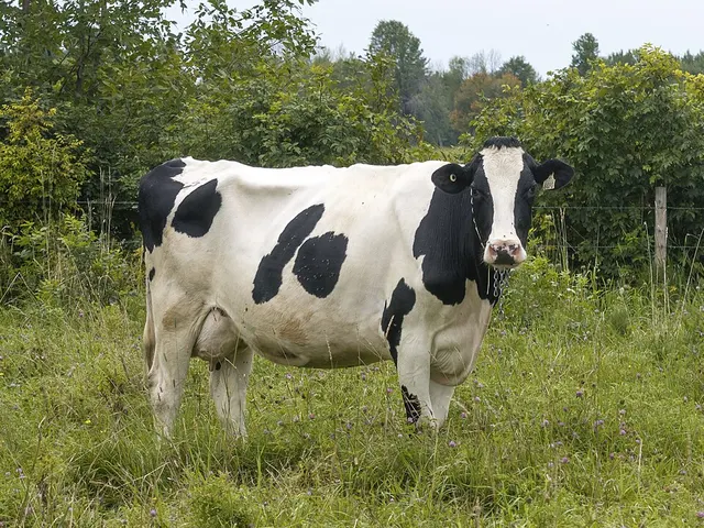 Holstein Friesian