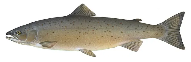 Saumon