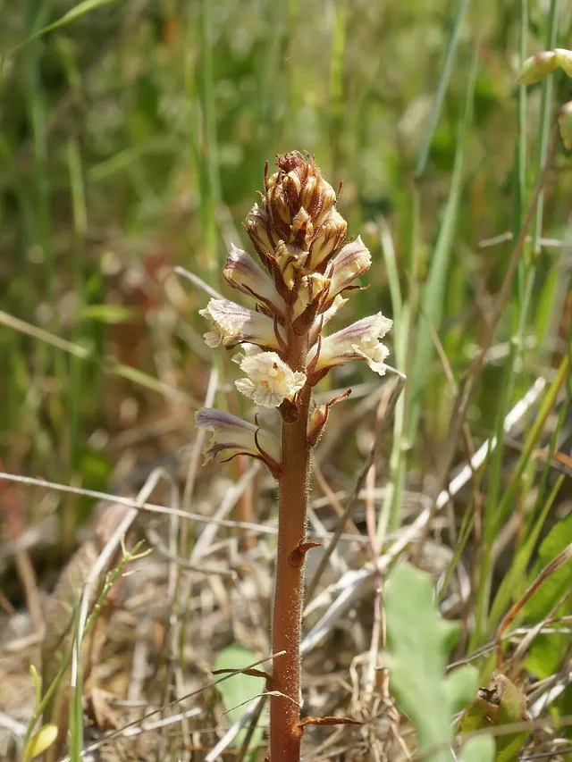 Orobanche crenata