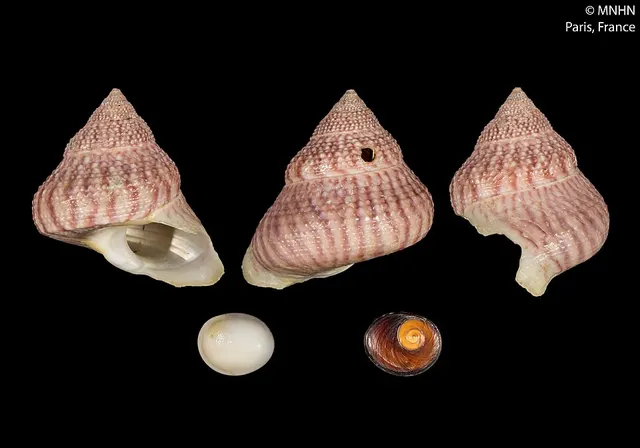 Bolma opaoana