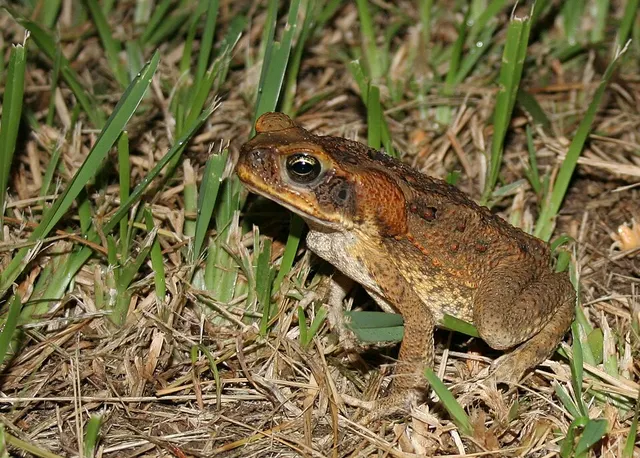 True toad