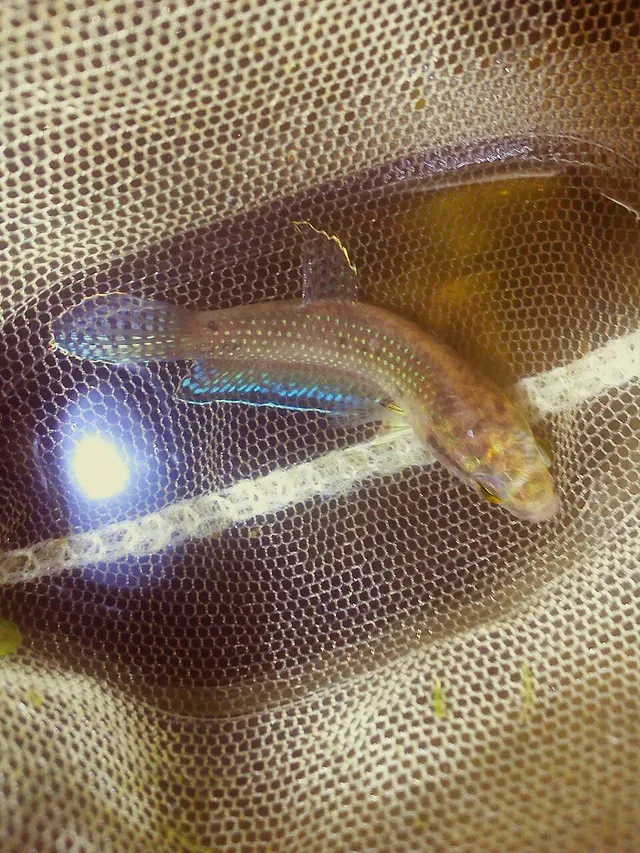 Betta falx