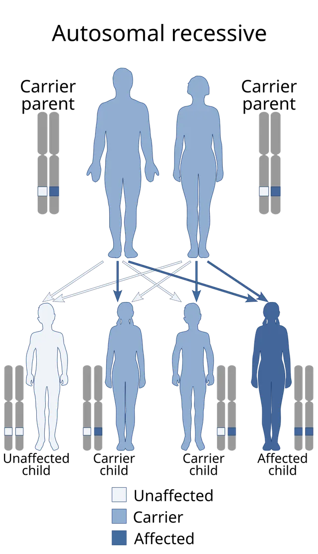Adams–Nance syndrome