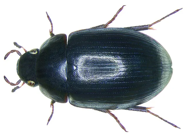 Hydrobius