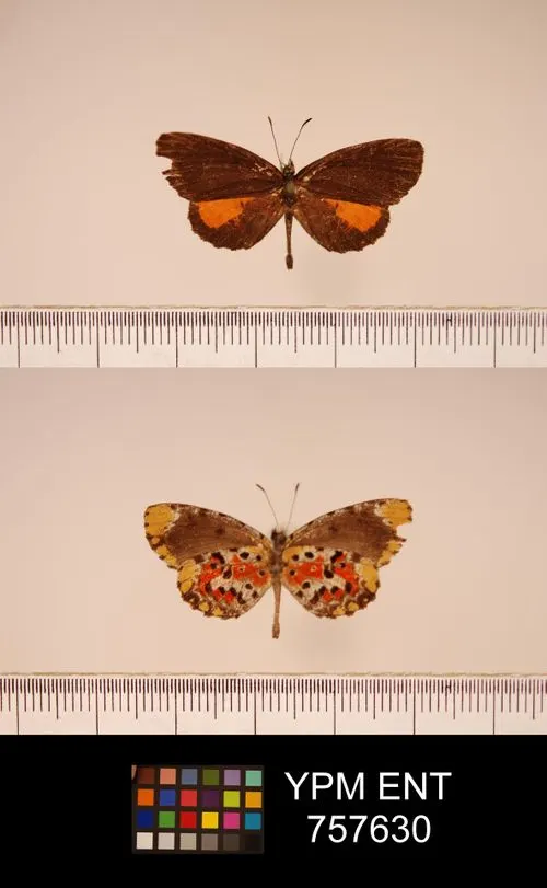 Mimeresia drucei