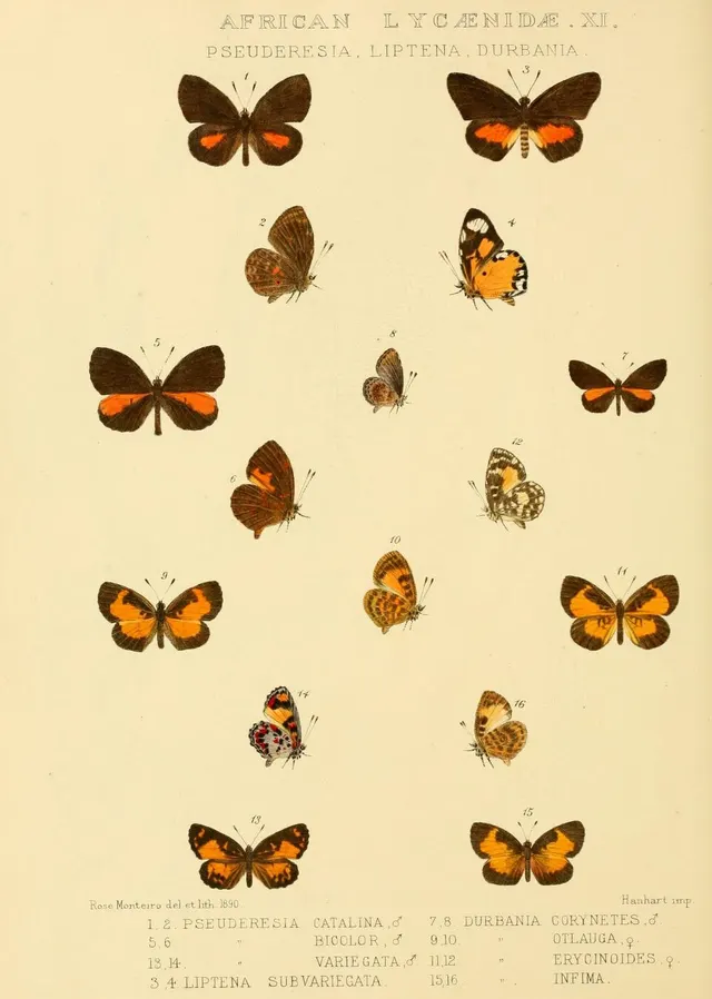 Liptena catalina
