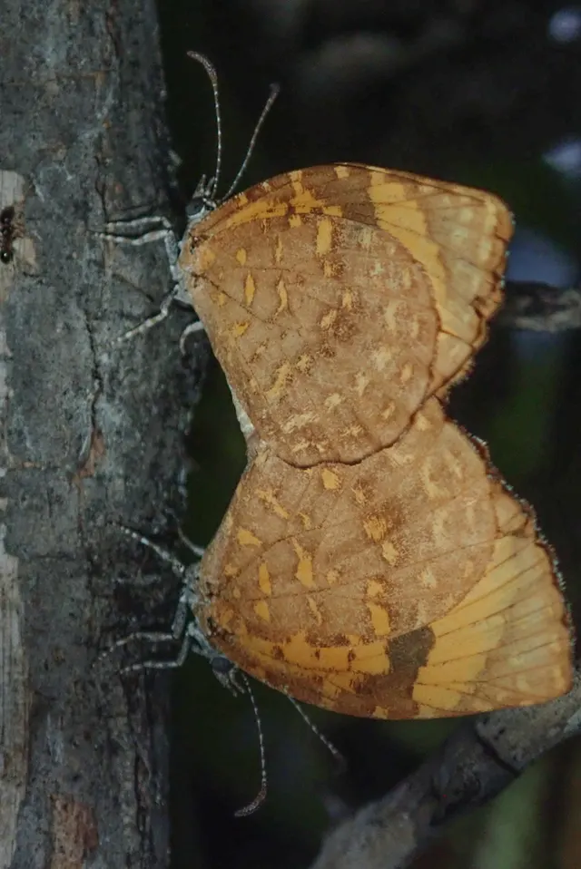 Cnodontes pallida