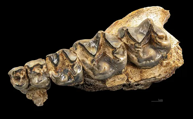 Chalicotherium