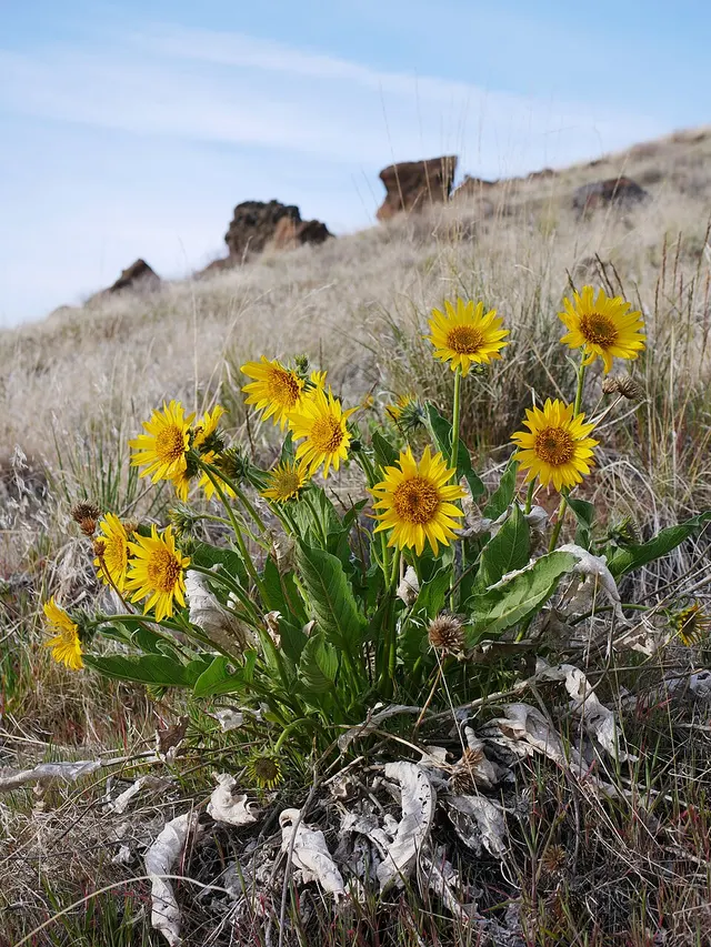 Balsamorhiza careyana