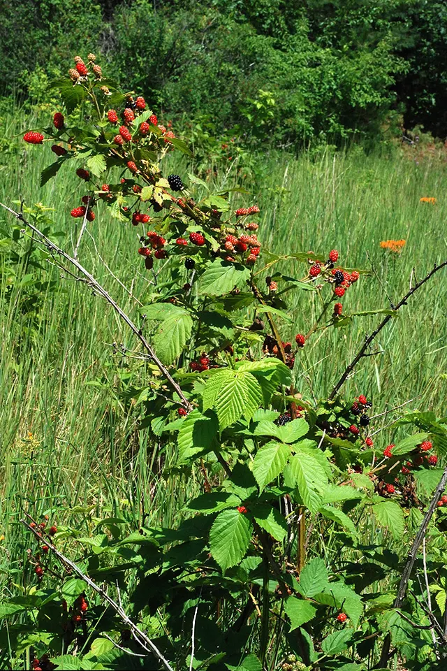 Rubus allegheniensis