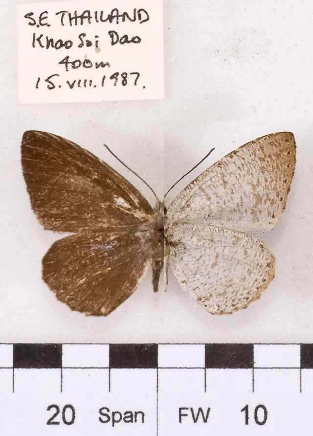 Allotinus taras