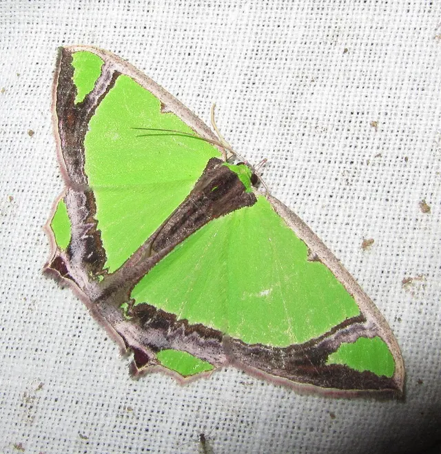 Agathia laetata