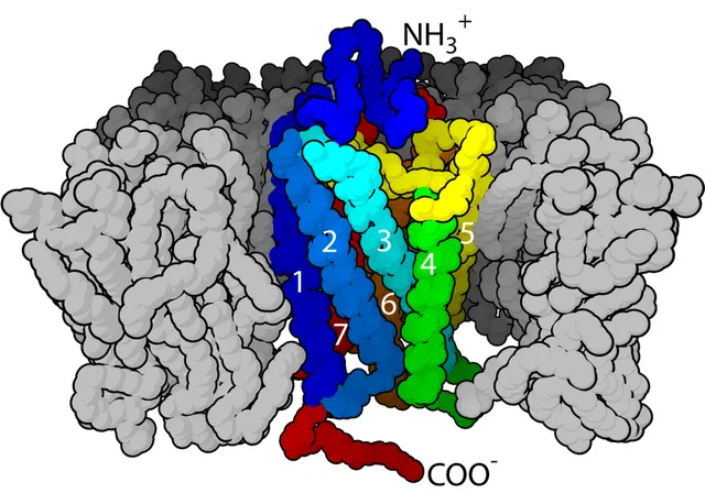 Neurorécepteur