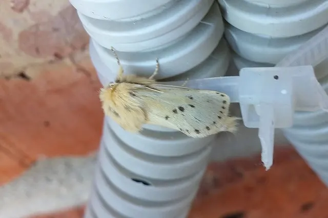 Dyspessa salicicola