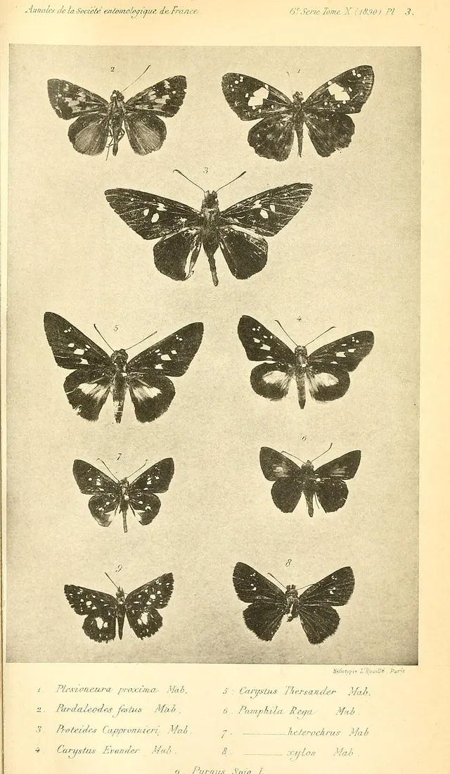 Paronymus ligora