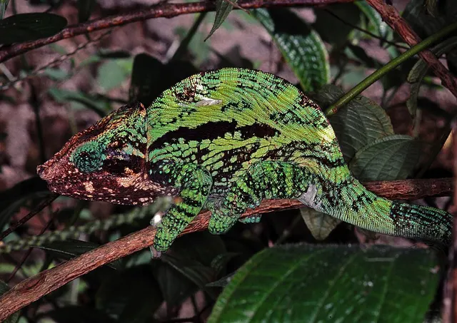 Globe-horned chameleon