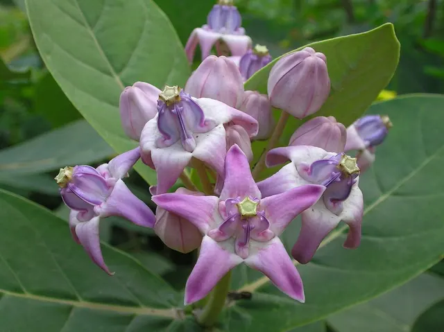 Calotropis