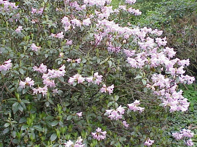 Rhododendron yunnanense