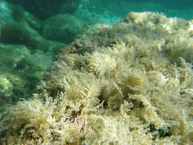 Wrangeliaceae