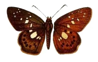 Calleagris landbecki